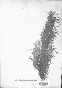 Parmelia divaricata image